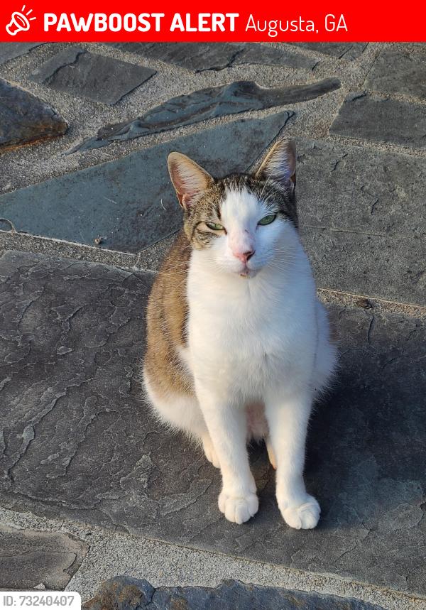 Lost Male Cat last seen Northpines Drive and Pine Hollow Drive, Augusta, GA 30906