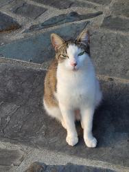 Lost Male Cat last seen Northpines Drive and Pine Hollow Drive, Augusta, GA 30906