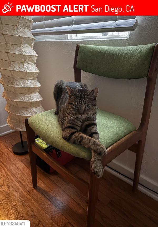 Lost Male Cat last seen W Brookes Ave, San Diego, CA 92103