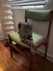 Lost Male Cat last seen W Brookes Ave, San Diego, CA 92103