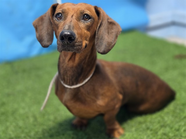 Shelter Stray Female Dog last seen , 216 W Victoria St, Gardena, CA 90248, USA