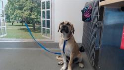 Shelter Stray Female Dog last seen RAY ST / GARRISON AVE, 1419 Bryant St, San Francisco, CA 94103, USA