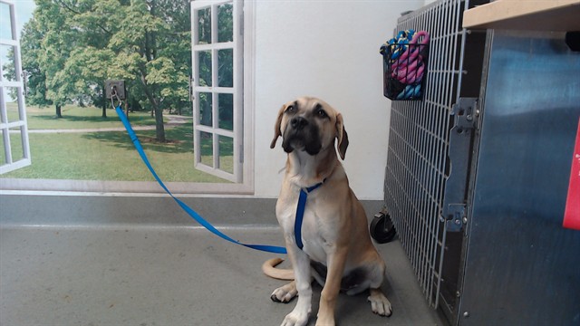 Shelter Stray Female Dog last seen RAY ST / GARRISON AVE, 1419 Bryant St, San Francisco, CA 94103, USA