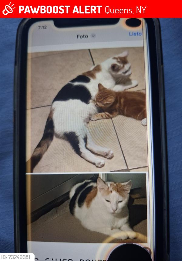 Lost Female Cat last seen 94-09 40th Dr Elmhurts 11373, Queens, NY 11373
