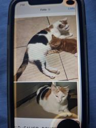Lost Female Cat last seen 94-09 40th Dr Elmhurts 11373, Queens, NY 11373