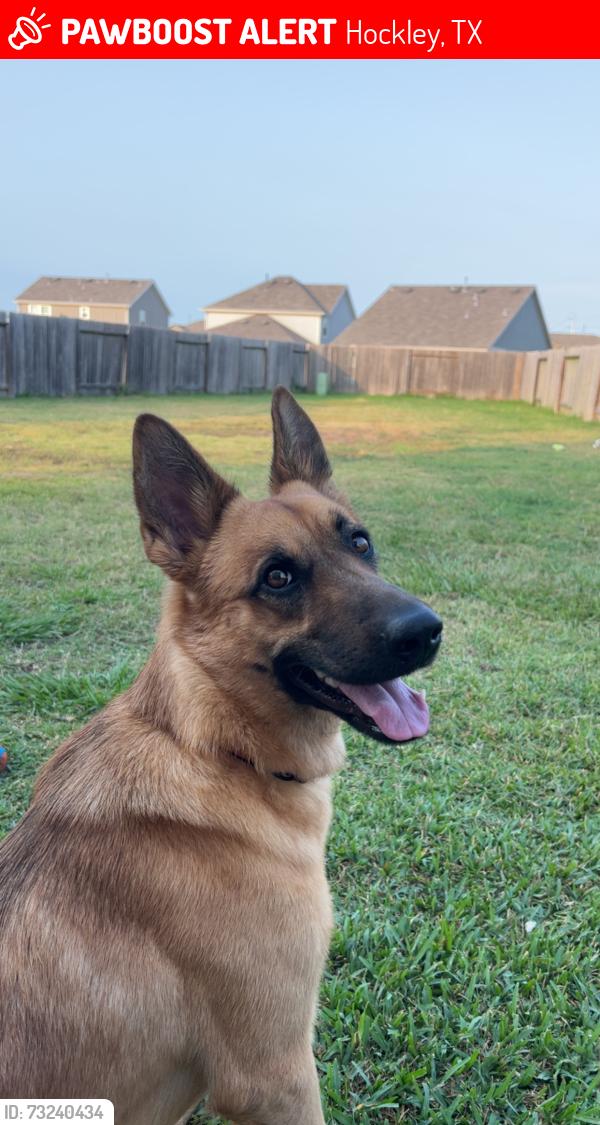 Lost Female Dog last seen Becker rd, Hockley, TX 77447