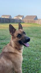 Lost Female Dog last seen Becker rd, Hockley, TX 77447