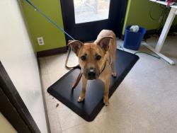 Shelter Stray Male Dog last seen Near BLOCK MILITARY RD S, KENT WA 98032, 21615 64th Ave S, Kent, WA 98032, USA