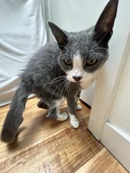 Reunited Female Cat last seen Near W Washington Blvd, Marina Del Rey, CA 90292, USA, Marina del Rey, CA 90292