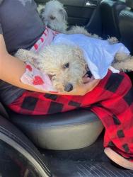 Shelter Stray Male Dog last seen Near BLK BELLFLOWER BLVD, LONG BEACH, CA 90815, 7700 E Spring St, Long Beach, CA 90815, USA