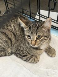 Shelter Stray Female Cat last seen , West Valley Animal Shelter, 20655 Plummer St, Chatsworth, CA 91311, USA