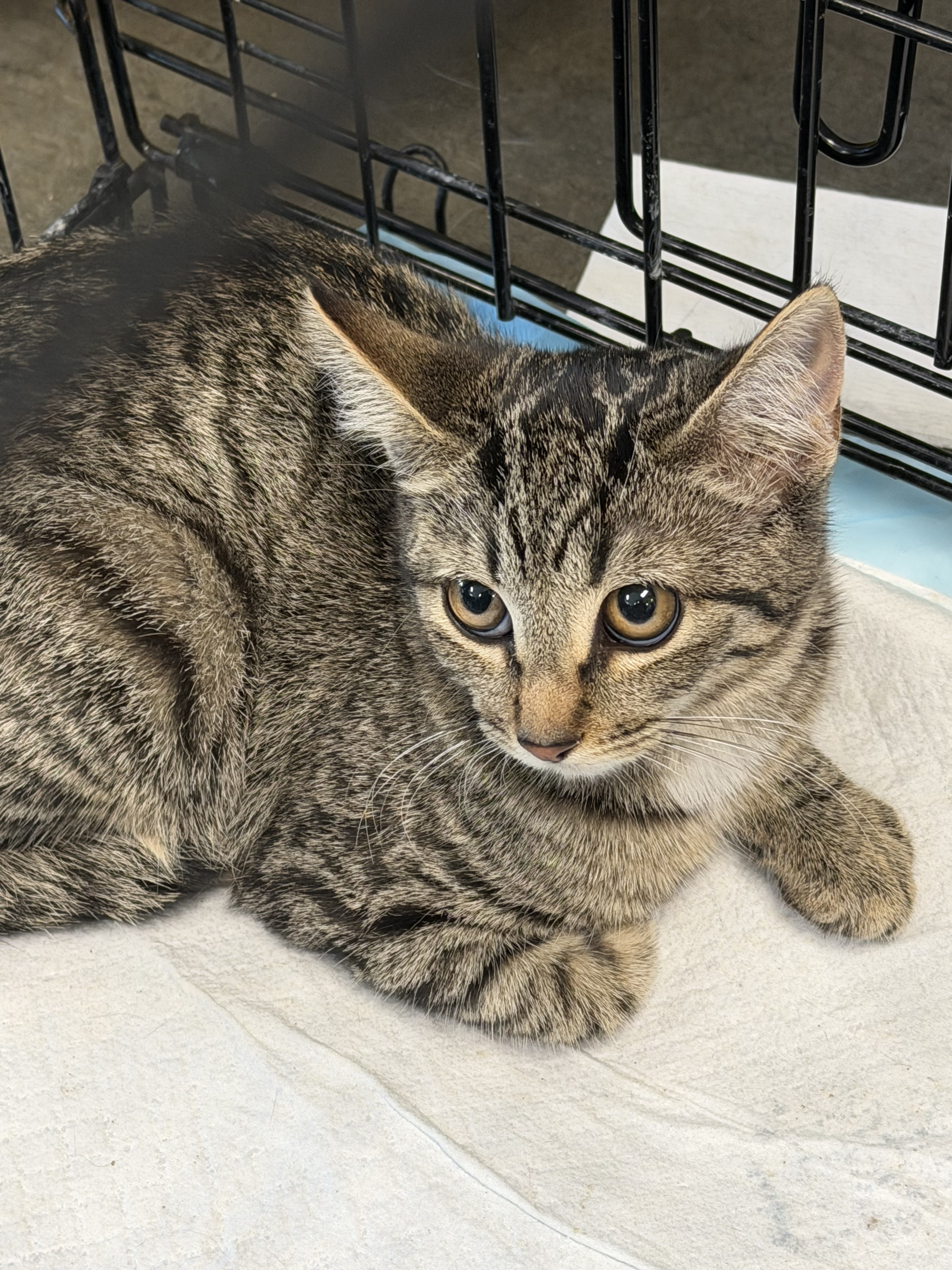 Shelter Stray Female Cat last seen , West Valley Animal Shelter, 20655 Plummer St, Chatsworth, CA 91311, USA