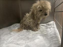 Shelter Stray Male Dog last seen , 957 N Gaffey St, San Pedro, CA 90731, USA