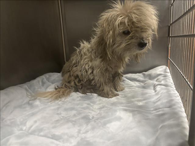Shelter Stray Male Dog last seen , 957 N Gaffey St, San Pedro, CA 90731, USA