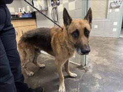 Shelter Stray Male Dog last seen , 957 N Gaffey St, San Pedro, CA 90731, USA