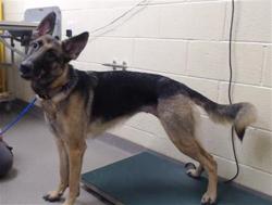 Shelter Stray Female Dog last seen Near BLOCK S QUITMAN ST, DENVER CO 80219, 1241 W Bayaud Ave, Denver, CO 80223, USA