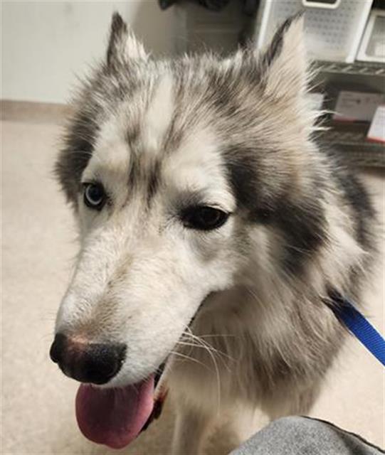 Shelter Stray Male Dog last seen Near BLOCK WARREN AVE, BAKERSFIELD CA 93308, 3951 Fruitvale Ave, Bakersfield, CA 93308, USA
