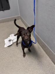 Shelter Stray Male Dog last seen Near BLOCK NEEDLES HWY, LAUGHLIN NV 89029, 655 N Mojave Rd, Las Vegas, NV 89101, USA