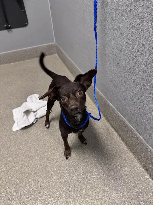 Shelter Stray Male Dog last seen Near BLOCK NEEDLES HWY, LAUGHLIN NV 89029, 655 N Mojave Rd, Las Vegas, NV 89101, USA
