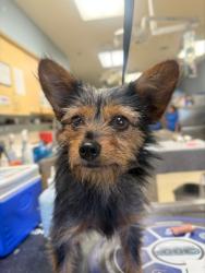 Shelter Stray Female Dog last seen Near BLOCK TREY AVE, RIVERSIDE CA 92503, 6851 Van Buren Boulevard, Jurupa Valley, CA 92509, USA