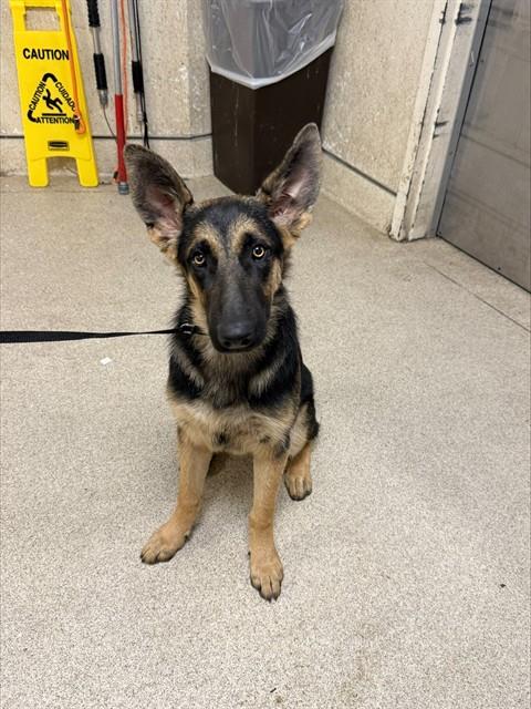 Shelter Stray Female Dog last seen Near BLOCK MARSHALL ST, PERRIS, CA, 6851 Van Buren Boulevard, Jurupa Valley, CA 92509, USA