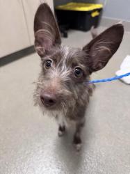 Shelter Stray Male Dog last seen Near BLOCK NEEDLES HWY, LAUGHLIN NV 89029, 655 N Mojave Rd, Las Vegas, NV 89101, USA
