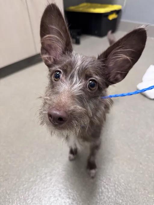 Shelter Stray Male Dog last seen Near BLOCK NEEDLES HWY, LAUGHLIN NV 89029, 655 N Mojave Rd, Las Vegas, NV 89101, USA