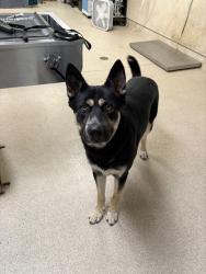 Shelter Stray Male Dog last seen Near BLOCK MILLBROOK AVE, RIVERSIDE CA, 6851 Van Buren Boulevard, Jurupa Valley, CA 92509, USA