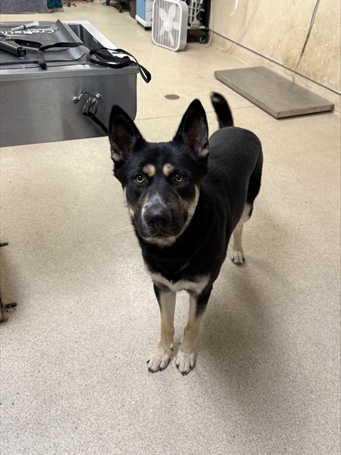 Shelter Stray Male Dog last seen Near BLOCK MILLBROOK AVE, RIVERSIDE CA, 6851 Van Buren Boulevard, Jurupa Valley, CA 92509, USA