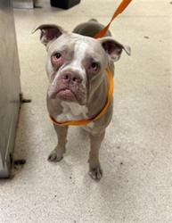 Shelter Stray Female Dog last seen Near BLOCK VAN BUREN BLVD, JURUPA VALLEY CA 92509, 6851 Van Buren Boulevard, Jurupa Valley, CA 92509, USA