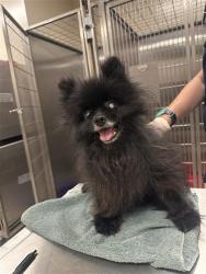 Shelter Stray Male Dog last seen WATERMAN RD / BOND RD, 9150 Union Park Way, Elk Grove, CA 95624, USA