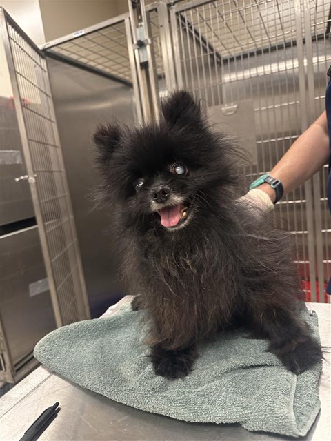 Shelter Stray Male Dog last seen WATERMAN RD / BOND RD, 9150 Union Park Way, Elk Grove, CA 95624, USA