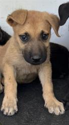 Shelter Stray Female Dog last seen Near BLK BELLE TERRACE, BAKERSFIELD, CA, 201 S Mt Vernon Ave, Bakersfield, CA 93307, USA