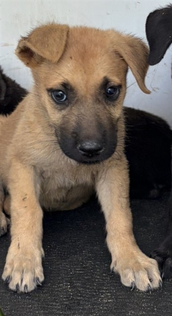 Shelter Stray Female Dog last seen Near BLK BELLE TERRACE, BAKERSFIELD, CA, 201 S Mt Vernon Ave, Bakersfield, CA 93307, USA