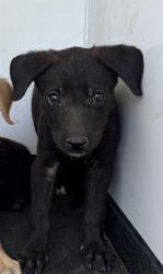 Shelter Stray Female Dog last seen Near BLK BELLE TERRACE, BAKERSFIELD, CA, 201 S Mt Vernon Ave, Bakersfield, CA 93307, USA