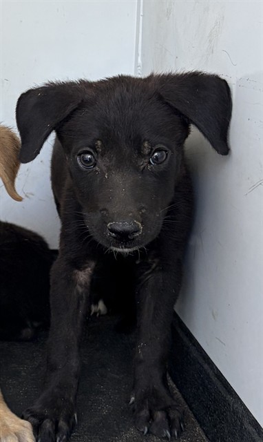 Shelter Stray Female Dog last seen Near BLK BELLE TERRACE, BAKERSFIELD, CA, 201 S Mt Vernon Ave, Bakersfield, CA 93307, USA