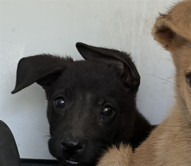 Shelter Stray Female Dog last seen Near BLK BELLE TERRACE, BAKERSFIELD, CA, 201 S Mt Vernon Ave, Bakersfield, CA 93307, USA