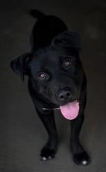 Shelter Stray Male Dog last seen ORANGE X OLEANDER, 333 Chandler Pl, San Bernardino, CA 92408, USA