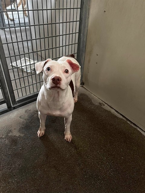 Shelter Stray Female Dog last seen 19TH, 333 Chandler Pl, San Bernardino, CA 92408, USA