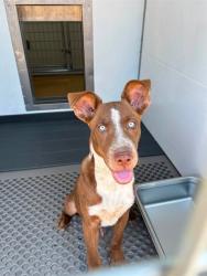 Shelter Stray Male Dog last seen Near BLOCK N WATERMAN, 333 Chandler Pl, San Bernardino, CA 92408, USA
