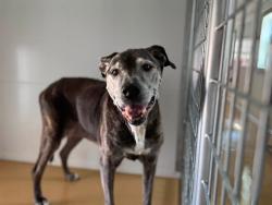 Shelter Stray Female Dog last seen E 21ST ST AND MT VIEW, 333 Chandler Pl, San Bernardino, CA 92408, USA