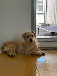 Shelter Stray Male Dog last seen Near BLOCK & 215 FREEWAY, 333 Chandler Pl, San Bernardino, CA 92408, USA