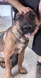 Shelter Stray Male Dog last seen BARK X BAMBOO, 333 Chandler Pl, San Bernardino, CA 92408, USA