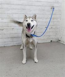 Shelter Stray Female Dog last seen VICTORIA AVE AND MOUNTAIN VIEW AVE, 333 Chandler Pl, San Bernardino, CA 92408, USA