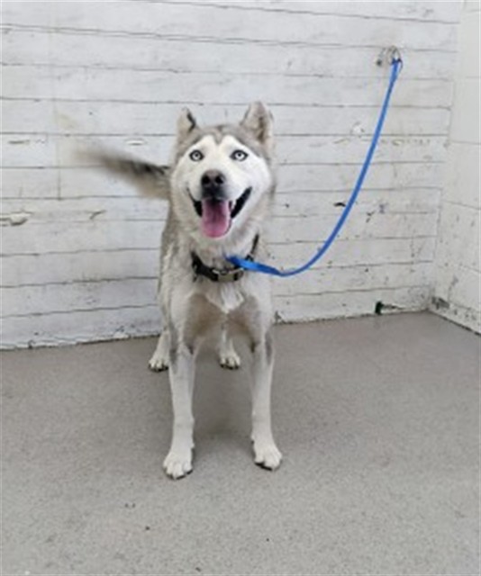 Shelter Stray Female Dog last seen VICTORIA AVE AND MOUNTAIN VIEW AVE, 333 Chandler Pl, San Bernardino, CA 92408, USA