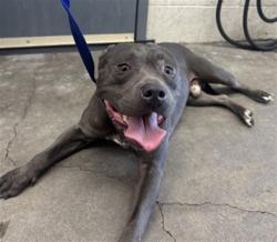 Shelter Stray Male Dog last seen MANGO AVE X FOOTHILL BLVD, 333 Chandler Pl, San Bernardino, CA 92408, USA