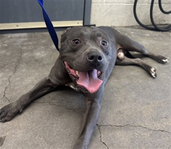Shelter Stray Male Dog last seen MANGO AVE X FOOTHILL BLVD, 333 Chandler Pl, San Bernardino, CA 92408, USA