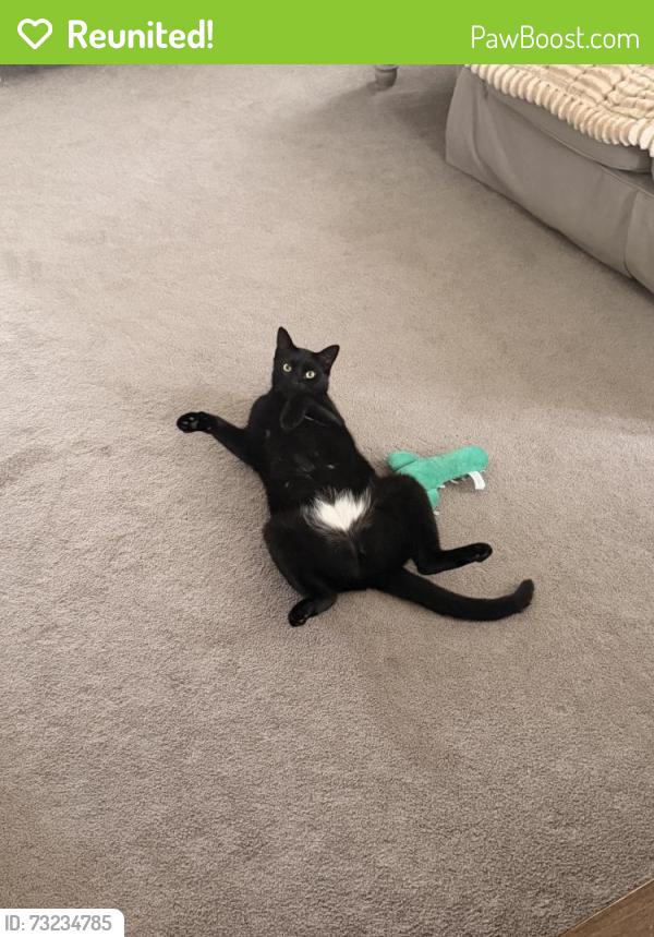 Reunited Male Cat last seen Hwy 35, Neptune City, NJ 07753