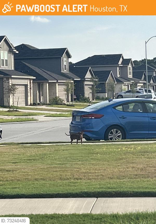 Found/Stray Male Dog last seen juniper vista, Houston, TX 77090