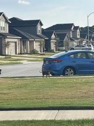 Found/Stray Male Dog last seen juniper vista, Houston, TX 77090